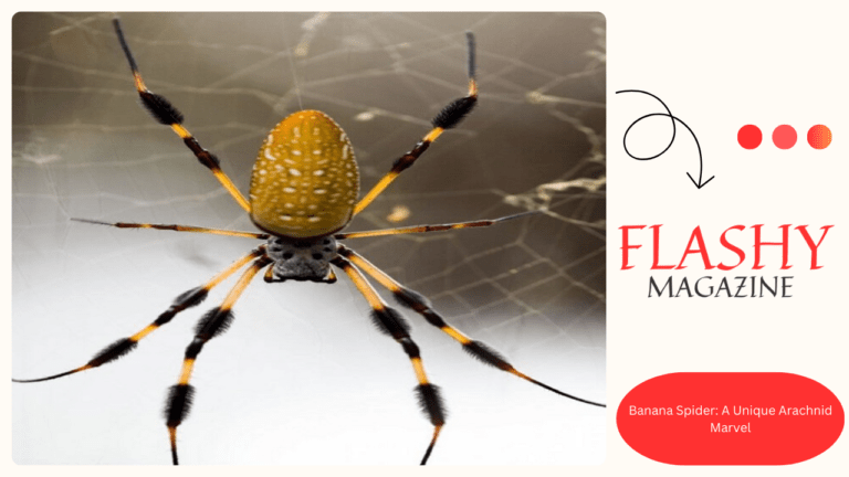 Banana Spider: A Unique Arachnid Marvel